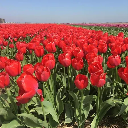 公寓 Near Dutch Coast With French Balcony 朱丽安娜多普