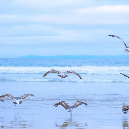 公寓 Near Dutch Coast With French Balcony
