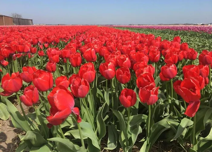 Apartment Near Dutch Coast With French Balcony Julianadorp
