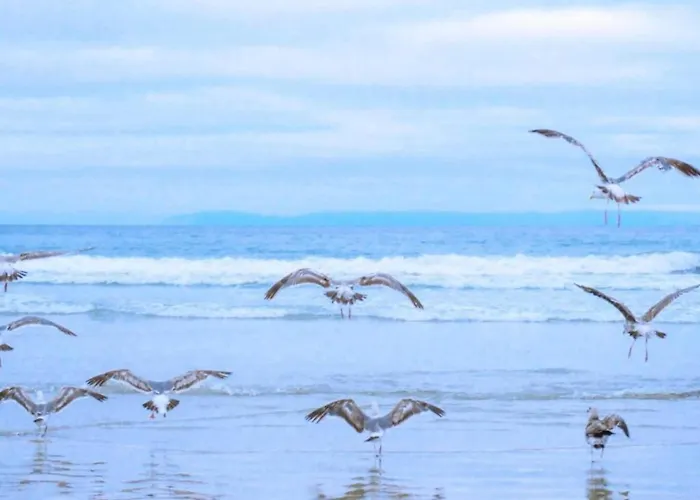 Apartment Near Dutch Coast With French Balcony