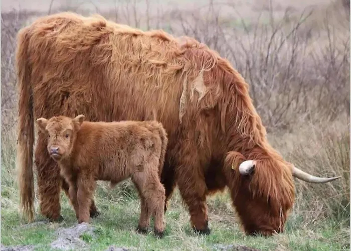 Near Dutch Coast With French Balcony *