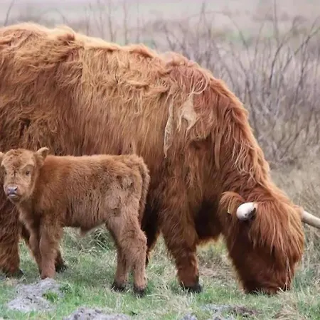 Near Dutch Coast With French Balcony *